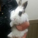 장우진동물병원 이미지