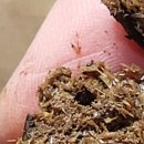 고성염소농장 이미지