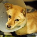 동물자유연대 부속 동물병원 이미지