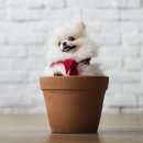 하얀강아지 이미지