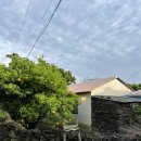 어 타이니 리틀피스 | 제주도 서쪽 독채 펜션 | 어 타이니리틀피스 (a tiny little peace🍀) | 제주도 서쪽 감성숙소