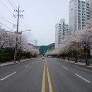 벚꽃길 이미지