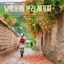 밭고개3길 | 드디어 능소화가 피었습니다.대구 능소화 명소, 남평문씨 본리세거지