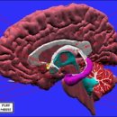 limbic system 이미지