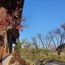 쌍룡초등학교 | 이것 참... 지난 주 토요일 기록인데...(머쓱)... 간장게장 먹고 카페갔다가 은행나무 길 걷다 아산그린...
