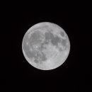 포레스트문 이미지