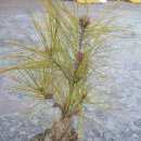 황금슈퍼 이미지