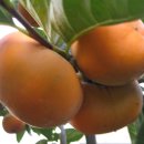 진영농장 이미지