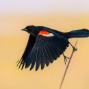 CW-2017-01 이미지