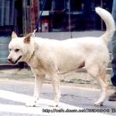 백구 이미지