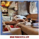 애견카페 134 이미지