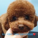 하단동174 이미지