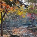 비슬산자연휴양림 헤럴드경제
