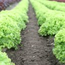 장구농장 이미지