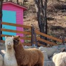 숲속산양목장 이미지