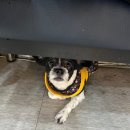 소담동물병원 이미지