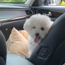 스마일독 | 강아지 카시트 패리스독 스마일카시트 내돈내산