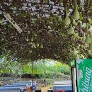 연화농원 이미지