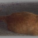 업동이네 이미지