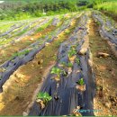 성화농장 이미지