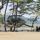 오렌지꽃향기는바람에날리고