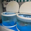형제그린 | 강남역 제철회,고등어회 맛집 &#39;신선한형제들&#39; 내돈내산 후기