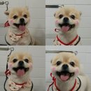 해피퍼피 미용실 이미지