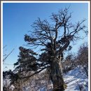 병천아우내장터순대 이미지