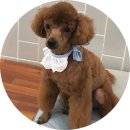 정직한 동물병원 이미지