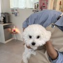 사계절 예쁘개 이미지