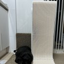 초이스펫 | 고양이 스크래쳐: 펫초이스 프리미엄 수직 스크래쳐 사용 후기