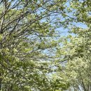 덕진-팔복-비상-04 | [전북 전주 / 팔복동 이팝나무 축제] 2025년 4월 26일 방문 후기