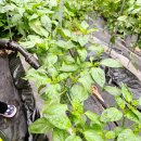 장기농장 | 비료추천 주말농장 텃밭가꾸기 식물영양제 액비 유황비료 유기질비료 후기