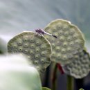 양촌농원 이미지