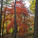 묘봉 | 단풍놀이:) 속리산 법주사 그리고 묘봉두부마을 점심먹기