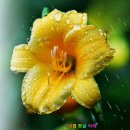 비를 맞는 원추리꽃 (부활 - 비와 당신의 이야기) 이미지