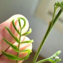 바타 이미지