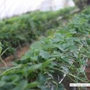 상명농장 이미지