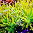 산호수족관