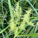 🌾너도방동사니 (Cyperus serotinus) 🌿 드물게 발견되는 한국 원산 식물 이미지