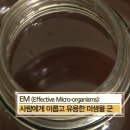 EM의 효능,부작용,활용법,이엠 쌀뜨물 발효액 만들기, PH