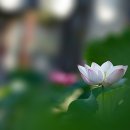 4385, 一生補處일생보처 이미지