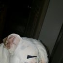 왔다만두 이미지