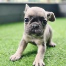 부산강아지분양 드림독 안심분양센터 부산점 이미지