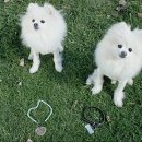 위드퍼피 이미지