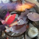 부산알로이시오초등학교 이미지