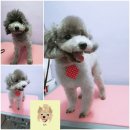 웃개살롱 이미지