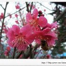 홍매화 민박 이미지