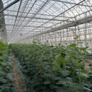 염치농장 이미지