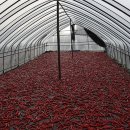 탄도민박 이미지